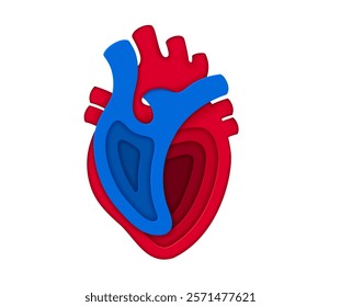 Paper cut human heart showcasing structure of heart chambers and vessels. 3d vector papercut circulatory system organ featuring detailed layers in red and blue, for anatomical and cardiology medicine