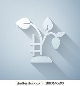 Paper cut Strawberry bush with berries icon isolated on grey background. Paper art style. Vector