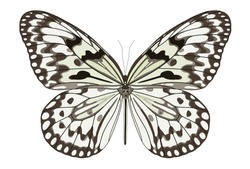 Paper Kite Butterfly - Idea Leuconoe 