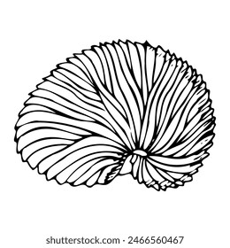 Ilustración vectorial de la línea de huevo de papel Nautilus. Argonaut shell en blanco y negro. Concha marina del océano animal para los diseños tropicales exóticos