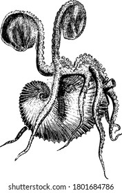 The paper nautiluses are a group of pelagic octopuses, vintage line drawing or engraving illustration.