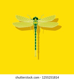 paper sticker on background of dragonfly