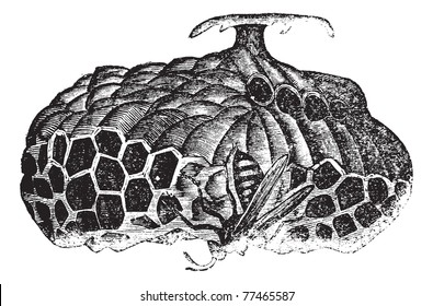 Paper wasp (Vespa nidulans) or umbrella wasp vintage engraving. Old engraved illustration of paper wasp on nest. Trousset Encyclopedia.