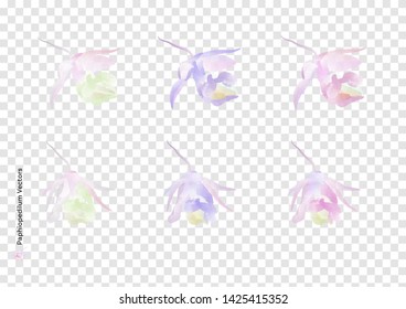 Paphiopedilum flowers vectors with watercolor brush isolated on transparency background, beautiful floral element design for decoration