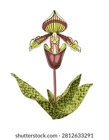 Paphiopedilum orchid hand drawn vector