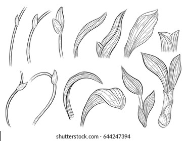 Paphiopedilum  orchids leaves by hand drawing.Orchids leaves vector on white background.