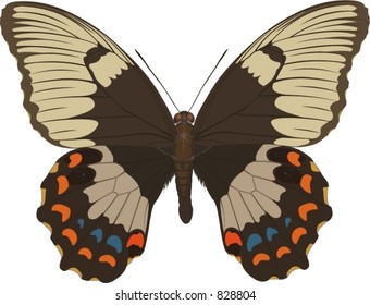 papilio aegeus