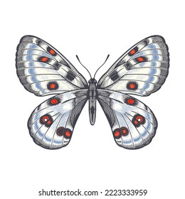 Papilio apollo. Color decorative butterfly isolated on white background. Vector illustration of insects. Vintage engraving.