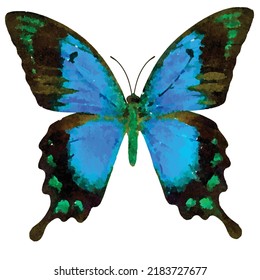 Papilio lorquinianus. Blue vector illustration. Tropical butterfly on white background. Entomology. Watercolor style moth. Picture for logo, design and greeting card. 