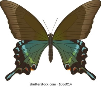 Papilio maackii