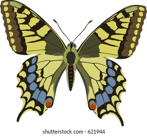 Papilio machaon