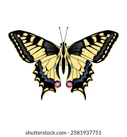 Papilio machaon butterfly. Machaon butterfly on white background