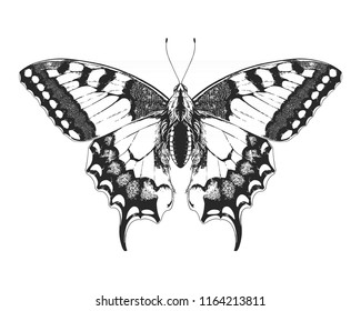 Papilio machaon, swallowtail, common yellow swallowtail, butterfly. Highly detailed vector hand drawn illustration.