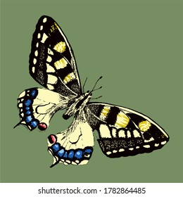 Papilio machaon, mariposa de ilustración gráfica vectorial