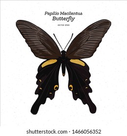 Papilio macilentus, the long tail spangle, is a species of butterfly. hand draw sketch vector.