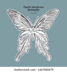 Papilio macilentus, the long tail spangle, is a species of butterfly. hand draw sketch vector.
