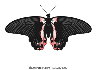 Papilio polytes, the common Mormon, is a common species of swallowtail butterfly widely distributed across Asia. This butterfly is known for the mimicry displayed by the numerous forms of its females.