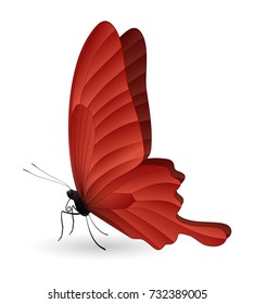 Papilio thoas or the king swallowtail butterfly isolated on a white background. Vector 3D illustration