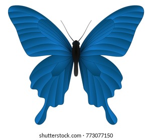 Papilio thoas or the king swallowtail butterfly isolated on a white background. Vector 3D illustration