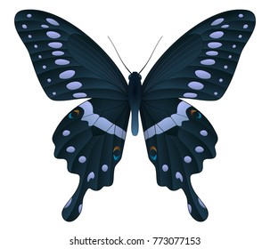 Papilio thoas or the king swallowtail isolated on a white background. Vector 3D illustration