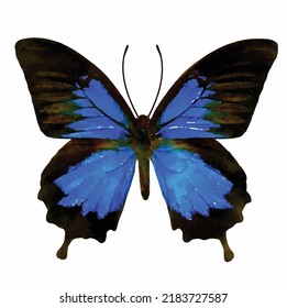 Papilio Ulysses. Blue Butterfly Vector Picture On White Background. Colorful Butterfly Hand Drawn. Entomology. Romantic Style Decoration. Clipart For Greeting Card, Logo And Design.