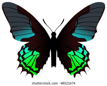 papilio xanthopleura butterfly