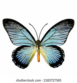 Papilio Zalmoxis. Blue Butterfly Vector Picture On White Background. Tropical Butterfly Hand Drawn. Entomology. Romantic Style Decoration. Clipart For Greeting Card, Logo And Design.