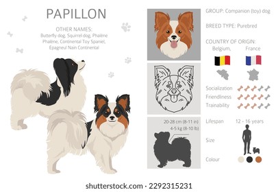 Papillon clipart. Different poses, coat colors set.  Vector illustration