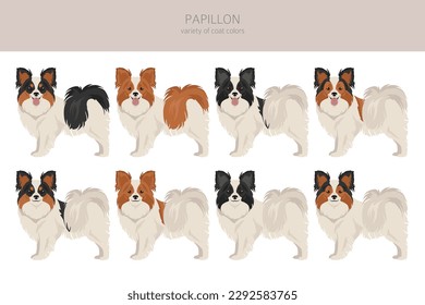 Papillon clipart. Different poses, coat colors set.  Vector illustration