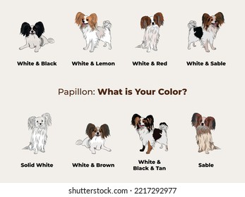 Papillon colors. Cute dog characters in various poses, designs for print, adorable and cute cartoon vector set, small spaniel in different poses. All popular colors. Drawing, Dog collection.