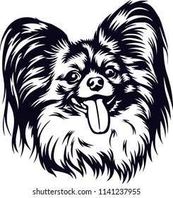 Papillon dog breed pet 