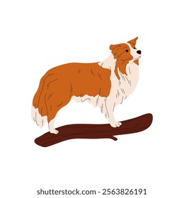 Papillon dog breed. Phalene vector illustration or continental toy spaniel clipart. Purebred domestic pet or doggy sign, purebred puppy card. Mammal animal poster. Zoology and cynology, biology image