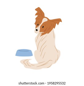 Papillon dog with hairy butterfly-like ears. Continental toy spaniel sitting near feeder and asking for food. Purebred doggy. Colored flat vector illustration isolated on white background