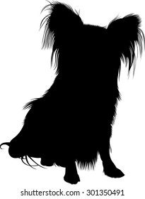 Papillon dog on white background