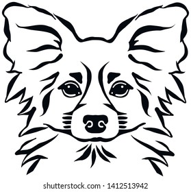 Papillon head in black and white