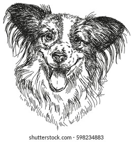 Papillon portrait vector hand drawing illustration in black on white background