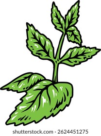 pappermint plant herb illustration design vector