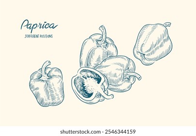 Vetor de paprica, ilustração de esboço fresco 3 melhores legumes de elemento podem ser usados no festival de colheita