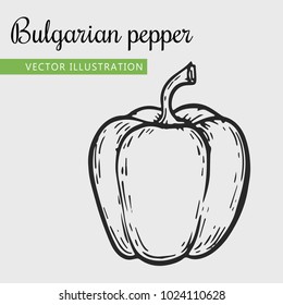 Paprica  vector illustration. Engraving vegatable. Bulgarian pepper isolated. Detailed vegetarian food. Farm market product.