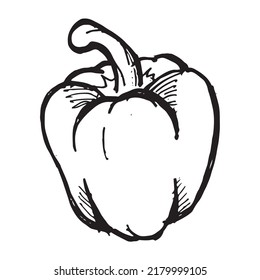 paprica vegetables sketch drawing vector design