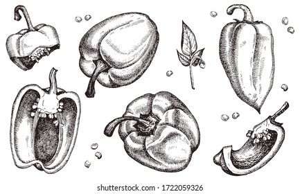 Paprika. Hand drawn pepper sketch. Vector illustration for vegan products, brochures, banner, restaurant menu, farmers market and organic food store