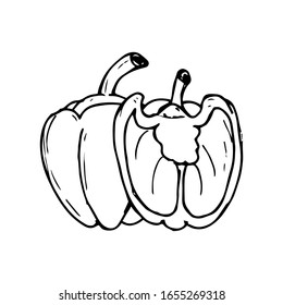 Paprika pepper fresh food vector hand drawn illustration, drawing, engraving, ink, line art, vector