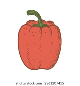 Paprika pepper vector illustration  on isolated  background. Red peppers  hand drawn graphic with engraving for print, label, design, template, logo, card. Food, pepper harvest, vegetable agriculture