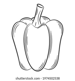 Paprika Pepper. A vegetable in a linear style, drawn by hand. Food ingredient, design element. Line art. Black and white vector illustration. Isolated on a white background