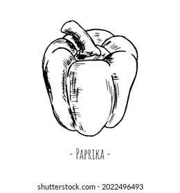 Paprika. Vector illustration. Isolated object on white. Hand-drawn style.