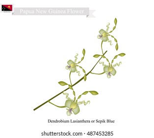 Papua New Guinea Flower, Illustration of Dendrobium Lasianthera or Sepik Blue Orchid. The National Flower of Papua New Guinea.