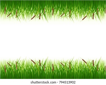 Papyrus bush, the color vector image on a white background. vector illustration.