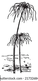 Papyrus Plant or Cyperus papyrus, vintage engraved illustration. Dictionary of words and things - Larive and Fleury - 1895.