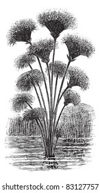 Papyrus sedge or Cyperus papyrus or Paper reed, vintage engraving. Old engraved illustration of Papyrus sedge. Trousset encyclopedia (1886 - 1891).