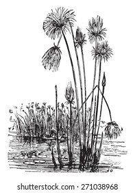 Papyrus, vintage engraved illustration. La Vie dans la nature, 1890.

